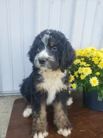 Noah Roscoe , a male Bernedoodle for sale in New Haven, IN – 4 of 5