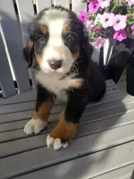 Emma , a female Bernese Mountain Dog for sale in New Haven, IN – 2 of 10