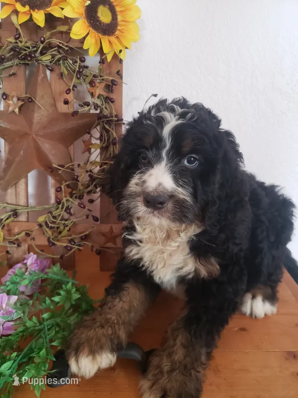 Roscoe  – Bernedoodle puppy for sale in New Haven, IN