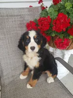 Emily, a female Bernese Mountain Dog for sale in New Haven, IN – 7 of 7