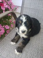 MOOSE , a male Bernedoodle for sale in New Haven, IN – 10 of 10
