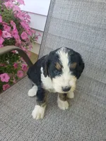 Emma , a female Bernedoodle for sale in New Haven, IN – 10 of 10