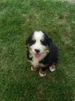 Emma , a female Bernese Mountain Dog for sale in New Haven, IN – 2 of 7