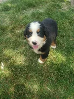 Emma , a female Bernese Mountain Dog for sale in New Haven, IN – 6 of 7