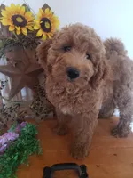Noah, a male Miniature Goldendoodle for sale in New Haven, IN – 8 of 10