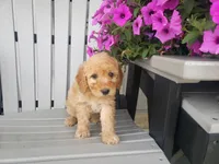 Linda, a female Miniature Goldendoodle for sale in New Haven, IN – 4 of 4