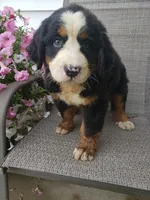 Maddie , a female Bernese Mountain Dog for sale in New Haven, IN – 9 of 10