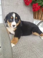 Lilly, a female Bernese Mountain Dog for sale in New Haven, IN – 4 of 6