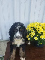 Noah Roscoe , a male Bernedoodle for sale in New Haven, IN – 3 of 5
