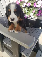 Lena, a female Bernese Mountain Dog for sale in New Haven, IN – 5 of 9