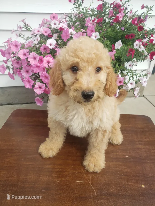 Cooper – Miniature Goldendoodle puppy for sale in New Haven, IN