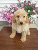 Cooper, a male Miniature Goldendoodle for sale in New Haven, IN – 1 of 4