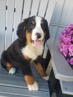 Lena, a female Bernese Mountain Dog for sale in New Haven, IN – 3 of 9