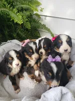 Lilly Ella Emily Emma Ava, a female Bernese Mountain Dog for sale in New Haven, IN – Photo 1 of 4