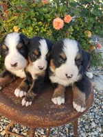 Lilly Ella Emily Emma Ava, a female Bernese Mountain Dog for sale in New Haven, IN – Photo 2 of 4