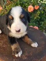 Lilly Ella Emily Emma Ava, a female Bernese Mountain Dog for sale in New Haven, IN – Photo 4 of 4