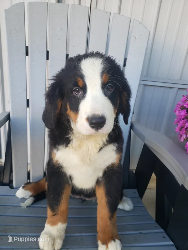 Hannah  – Bernese Mountain Dog puppy for sale in New Haven, IN