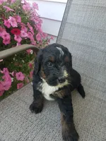 Bear, a male Bernedoodle for sale in New Haven, IN – 3 of 9