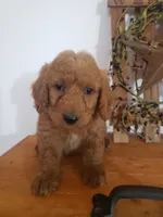 Teddy , a male Miniature Goldendoodle for sale in New Haven, IN – 2 of 5