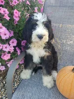 Benji, a male Bernedoodle for sale in New Haven, IN – 8 of 10