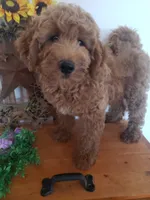 Noah, a male Miniature Goldendoodle for sale in New Haven, IN – 10 of 10