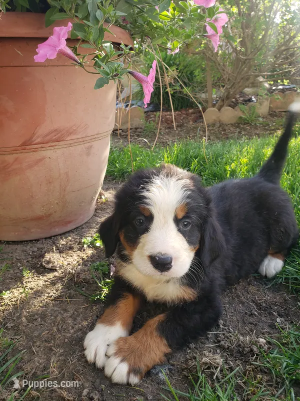 Emma  – Bernese Mountain Dog puppy for sale in New Haven, IN