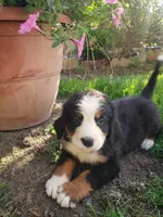 Emma , a female Bernese Mountain Dog for sale in New Haven, IN – 4 of 10