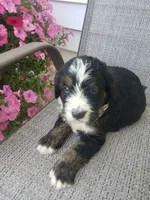 MOOSE , a male Bernedoodle for sale in New Haven, IN – 6 of 10