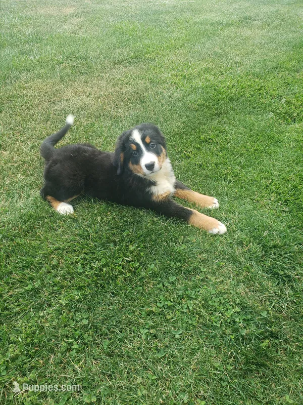 Lilly – Bernese Mountain Dog puppy for sale in New Haven, IN