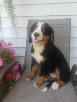 Maddie , a female Bernese Mountain Dog for sale in New Haven, IN – 5 of 9