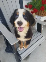 Emma , a female Bernese Mountain Dog for sale in New Haven, IN – 3 of 4