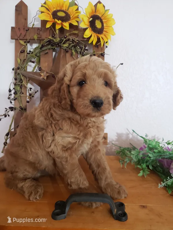 Noah – Miniature Goldendoodle puppy for sale in New Haven, IN