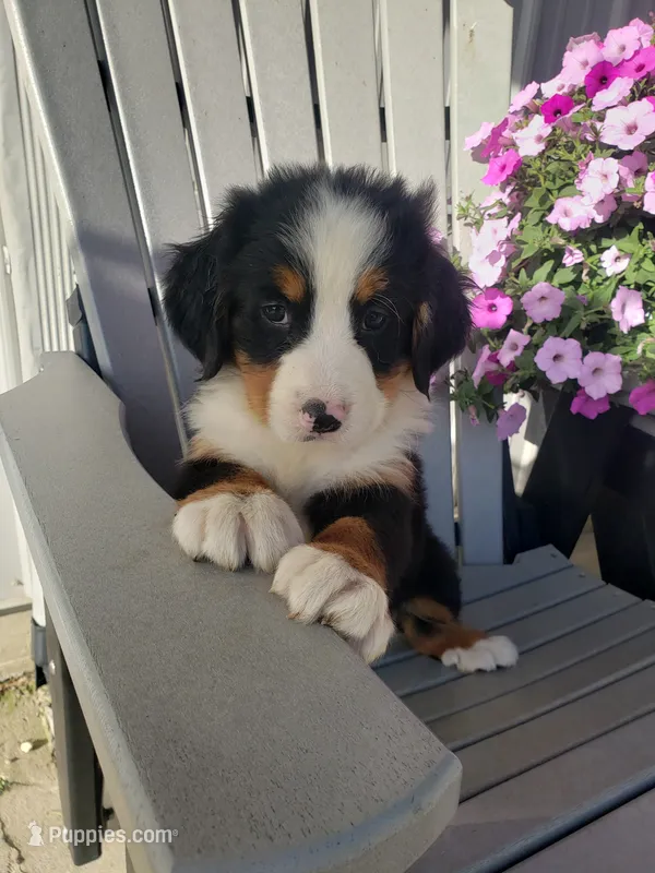 Lucy – Bernese Mountain Dog puppy for sale in New Haven, IN