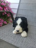 Benji, a male Bernedoodle for sale in New Haven, IN – 2 of 5