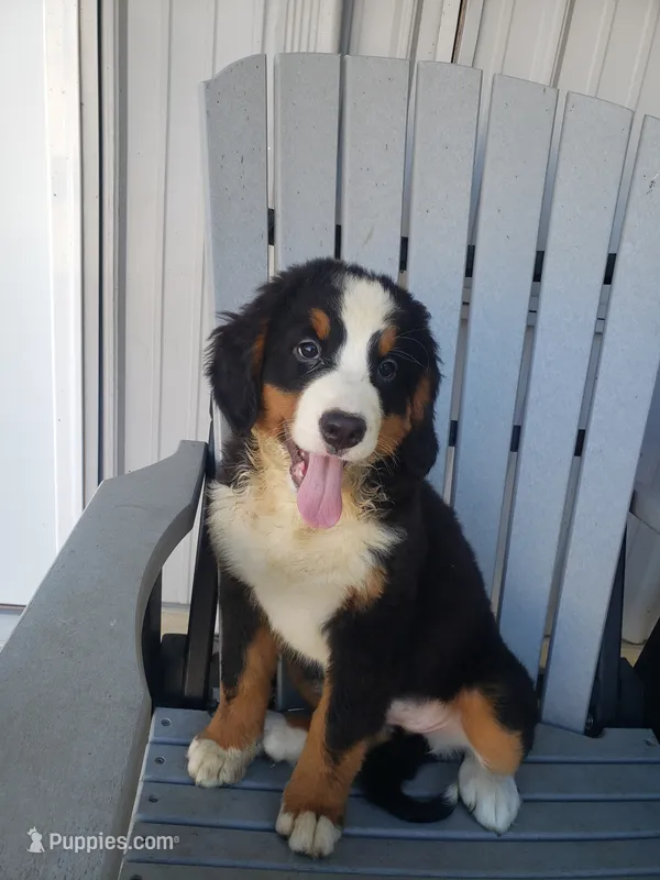 Emily – Bernese Mountain Dog puppy for sale in New Haven, IN