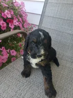 Bear, a male Bernedoodle for sale in New Haven, IN – 4 of 9
