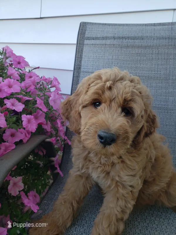 Noah – Miniature Goldendoodle puppy for sale in New Haven, IN