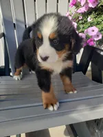 Lena, a female Bernese Mountain Dog for sale in New Haven, IN – 7 of 9