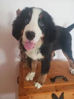 Hannah , a female Bernese Mountain Dog for sale in New Haven, IN – 8 of 10