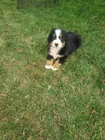  Bear, a male Bernese Mountain Dog for sale in New Haven, IN – 6 of 6