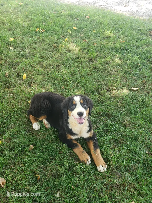 Maddie  – Bernese Mountain Dog puppy for sale in New Haven, IN
