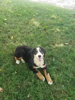 Maddie , a female Bernese Mountain Dog for sale in New Haven, IN – 1 of 9