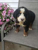 Maddie , a female Bernese Mountain Dog for sale in New Haven, IN – 10 of 10
