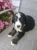 MOOSE , a male Bernedoodle for sale in New Haven, IN – 2 of 10