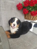 Lena, a female Bernese Mountain Dog for sale in New Haven, IN – 4 of 9