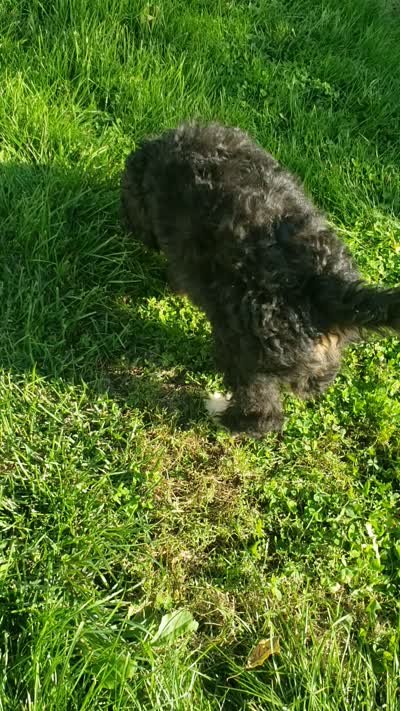 MOOSE , a male Bernedoodle for sale in New Haven, IN – 8 of 9