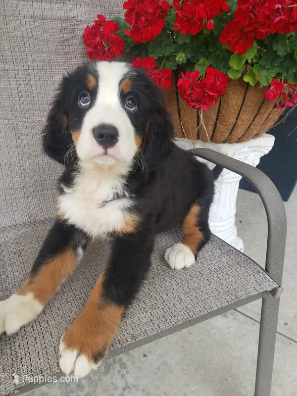 Hannah  – Bernese Mountain Dog puppy for sale in New Haven, IN