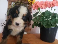 Emily, a female Bernese Mountain Dog for sale in New Haven, IN – 9 of 10