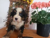 Emily, a female Bernese Mountain Dog for sale in New Haven, IN – 7 of 10