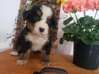 Emily, a female Bernese Mountain Dog for sale in New Haven, IN – 3 of 10
